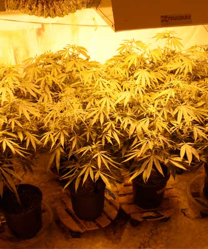 in house marijuana farm